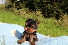 yorkshire terrier s PP