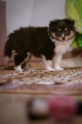 Sheltie s PP