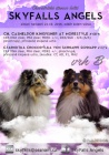 Sheltie s PP