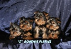 yorkshire terrier s PP