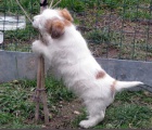 Roztomil� �t�n� Jack Russell teri�ra s PP k odb�ru