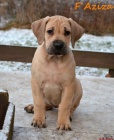 Boerboel tn s PP