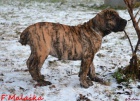 Boerboel tn s PP