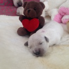 �t�n� Zlat� Retriever s PP