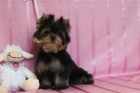 yorkshire terrier s PP