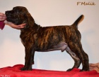 Boerboel tn s PP