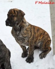 Boerboel tn s PP