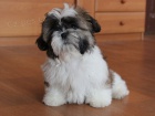 Shih-tzu, i-tzu pejsek s PP