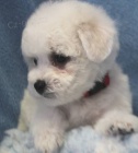 Bionek - Bichon fris