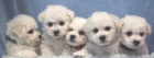 Bionek - Bichon fris