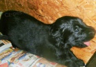 Flat coated retriever s PP