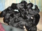 Flat coated retriever s PP