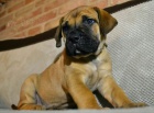 Boerboel