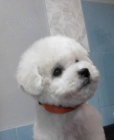 Bionek - Bichon Fris