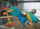 prodat Ara Ararauna papou�ek