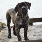 Boerboel tn s PP