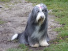 Bearded collie