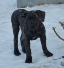 Boerboel tata s PP na prodej