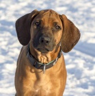 Rhodsk Ridgeback s Prkazem Pvodu