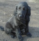 Flat coated retriever s PP