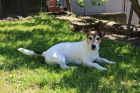 Jack russell na kryt� 