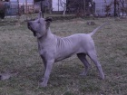 Thajsk Ridgeback