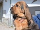 bloodhound 