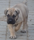 BOERBOEL S PP-PEJSEK 