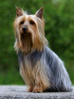 Australsk silky terir