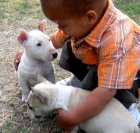 Mini Bull Teri�r �tenata S dokumentem