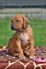 Rhodesian ridgeback tata s PP