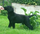 ttka flat coated retrievera