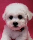 Bionek - Bichon Fris