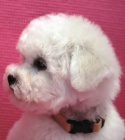 Bionek - Bichon Fris