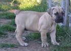 BOERBOEL S PP-PEJSEK+FENKA