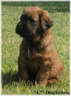 briard