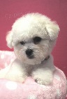 Bionek - Bichon Fris