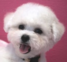 Bionek - Bichon Fris