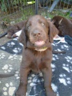 Flat coated retriever s PP ern a hnd