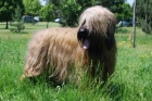 tata-briard