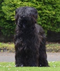 tata-briard