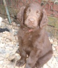 Flat coated retriever s PP