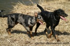 Beauceron tata Slzy Kathar