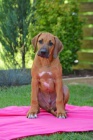 Rhodesian ridgeback s PP