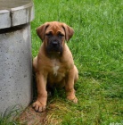 Boerboel tata s PP na prodej