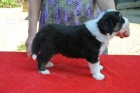 Bearded collie