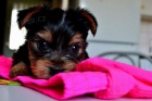 Yorkie X shih tzu.