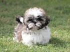 Shih-tzu, i-tzu pejsek s PP