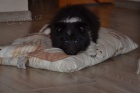 eltie , sheltie - . s PP