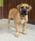 Boerboel tn s PP na prodej